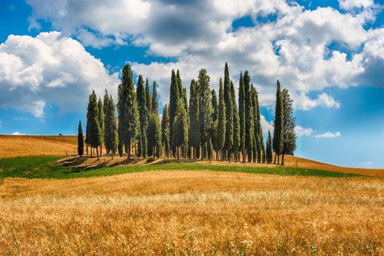 Cipressi di San Quirico d'Orcia — Val d'Orcia, Toscana